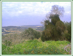 photo "Tree in a Fur Coat."
