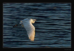 photo "Flying for the Sun"