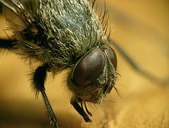 photo "Fly"