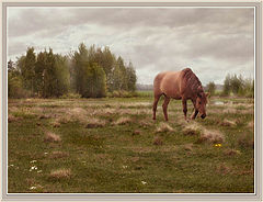 фото "Пейзажи Полесья. 4"