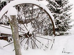 фото "in snow 1"