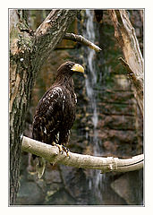 photo "On a pole"