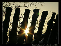 photo "The sun in..."