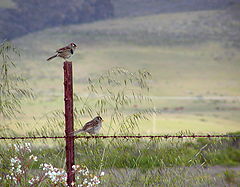 photo "On the fence"
