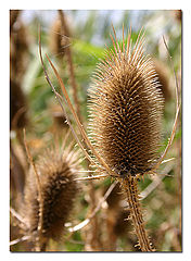 photo "Prickly empire"