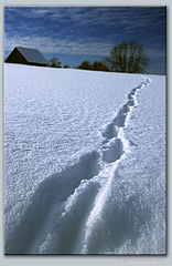 photo "On traces of an animal!"