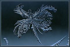 фото "WIndow Dwellers (4)"