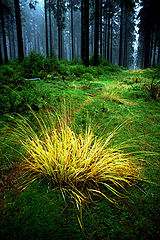 photo "Hoge Venen.2"