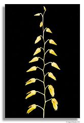 photo "Pleurothallis grobyi"