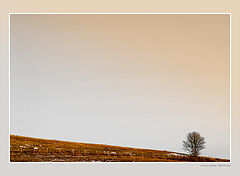 photo "Alberta Prairies"
