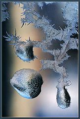 фото "WIndow Dwellers (5)"