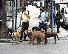 photo "Dog Walkers"