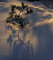 фото "shadows on the snow"