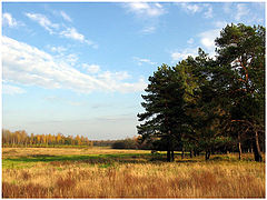 photo "Just autumn"