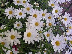 фото "I love Summer"