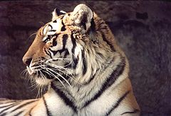photo "Big Cat"