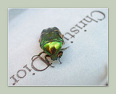 photo "Green bug. haute couture"