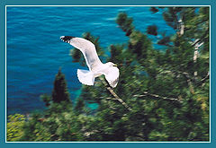photo "White bird on a background of the sea and greens"