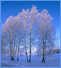 photo "Dances A minus."