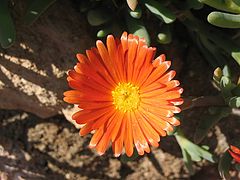 фото "flowers"