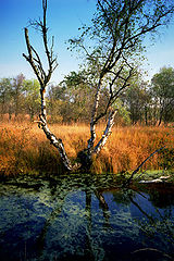photo "Hoge Venen.3"