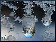 фото "Window Dwellers (6)"
