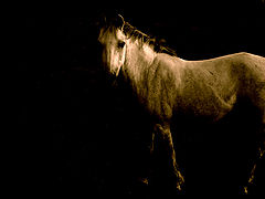 фото "Лошадь"