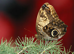 photo "Owl Butterfly"
