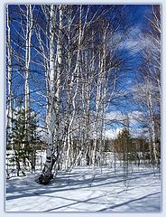 photo "Just winter day"
