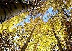 photo "Autumn dizziness"
