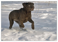 photo "The first walk"