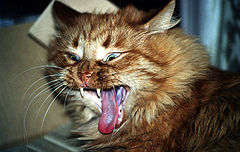 photo "cat"