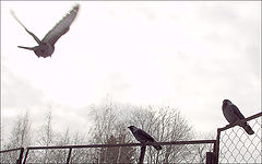 photo "***"