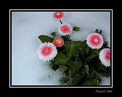 photo "... fight wiht snow"