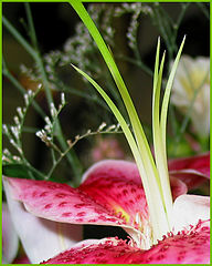 photo "Arrows of love"