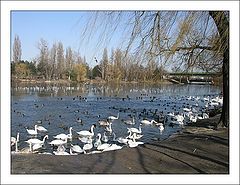 photo "Ugly Ducklings"