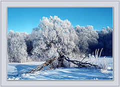 photo "Frost"