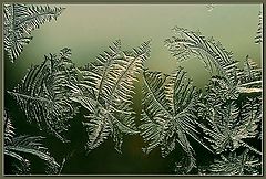 фото "Winter Flora"