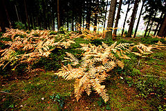 photo "Hoge Venen.5"