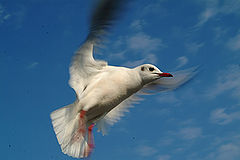 photo "The bird in the blue sky"