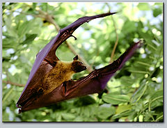 photo "Maldivian Batman :)"