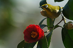 photo "The camellia and a Japanese white-eye"