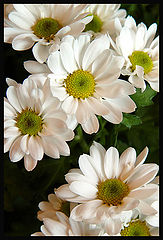 photo "***"