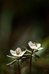 photo "The flowers which blooms together"