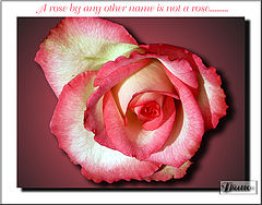 фото "Red and Yellow Rose"