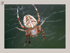 photo "Spider"
