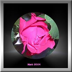 фото "My Rose"