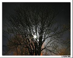 photo "lunar sonata*1 /general view/"