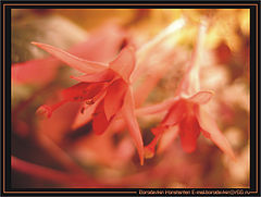 photo "Alive dynamics"