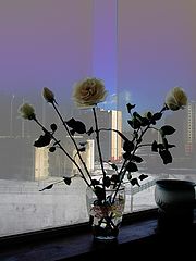 фото "Розы"